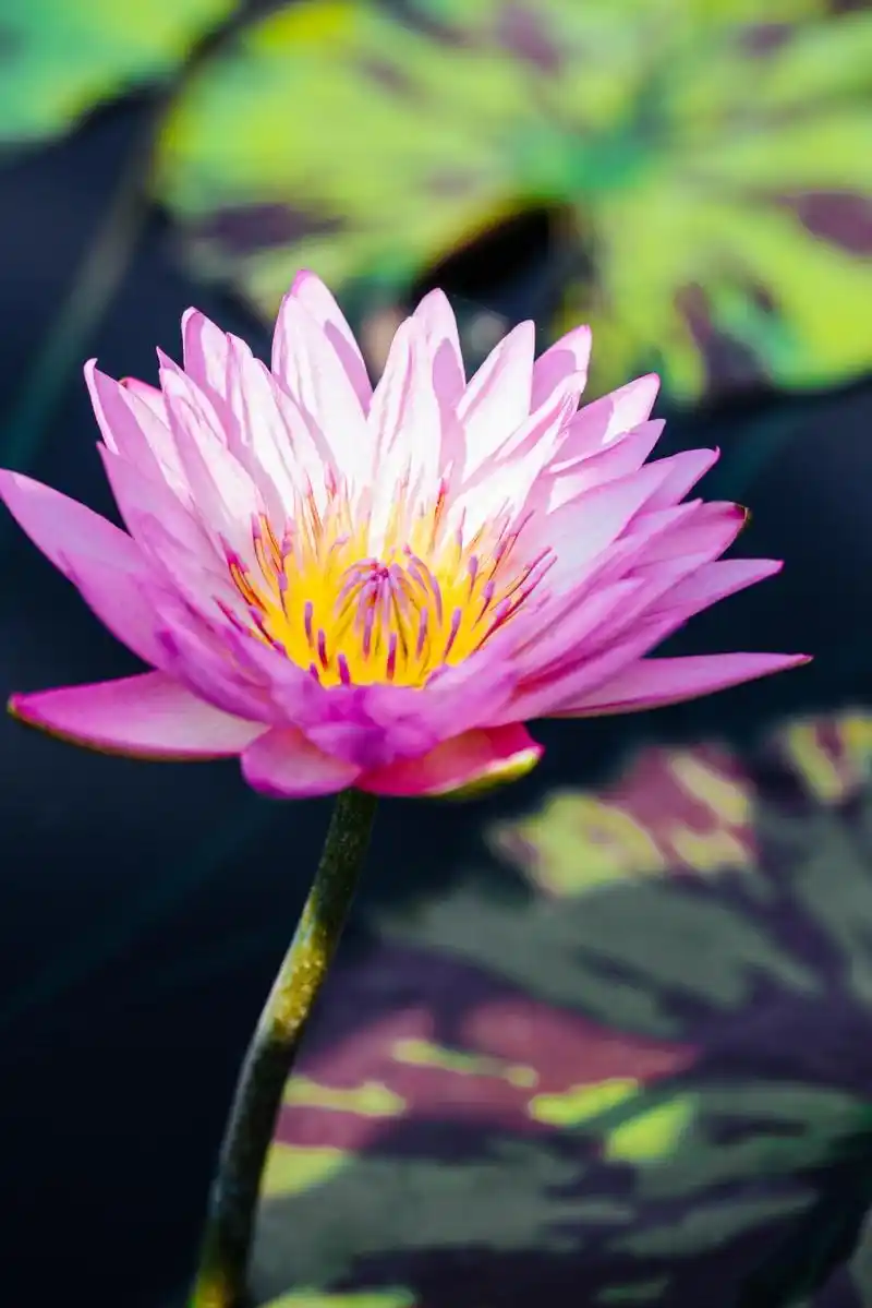 辰山睡莲展 | 特色品种介绍~不仅颜值高,名字也很嗲