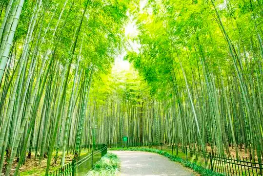 竹林摄影图__自然风景_自然景观_摄影图库_昵图网nipic.com