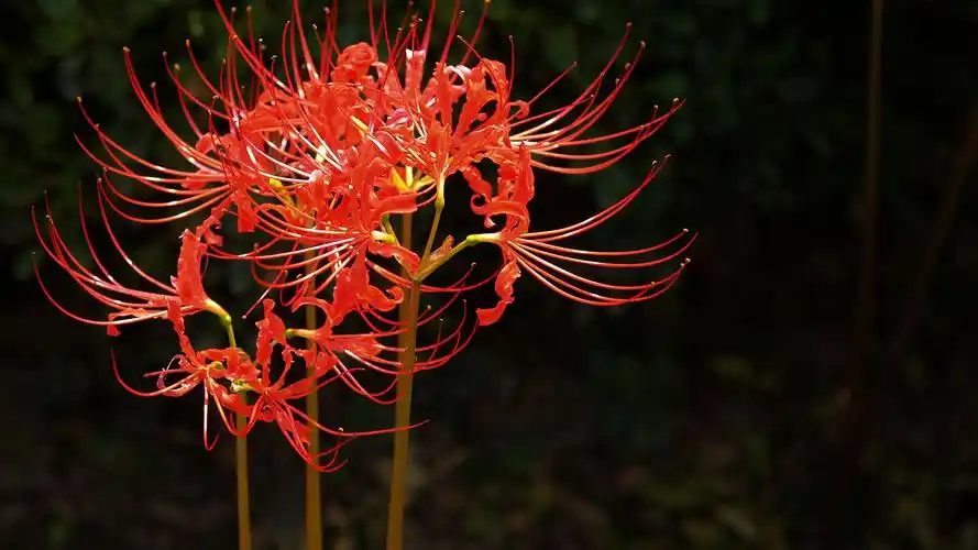 关于彼岸花的句子,图片