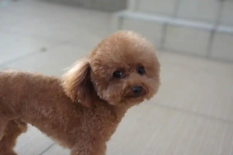 传几张前几天拍的小泰迪