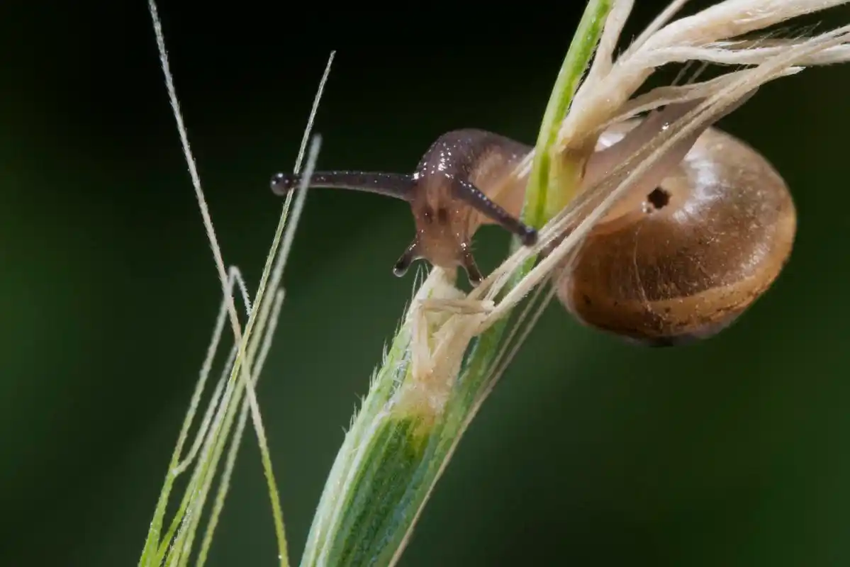 一只刚出生不久的小蜗牛在探索新世界