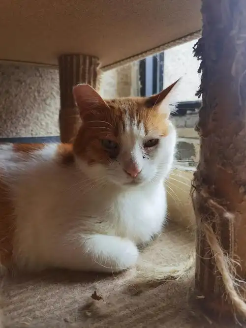 上海领养中华田园猫花色大全20多只猫随你挑捂脸