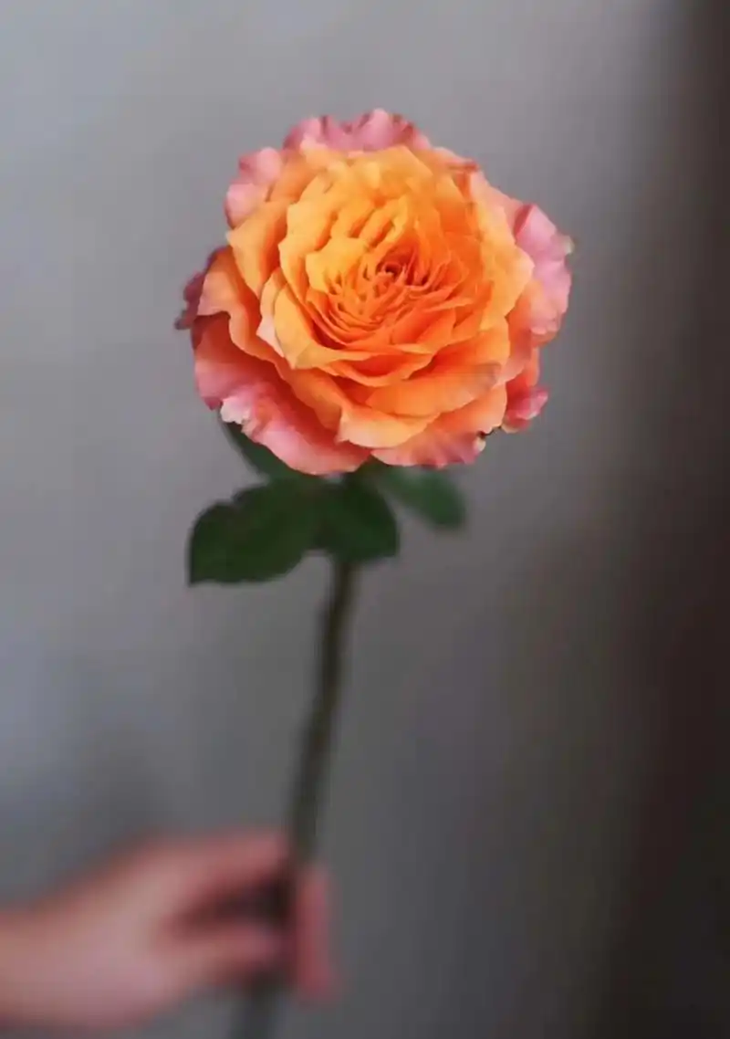 每天认识一种花3丨火灵鸟玫瑰