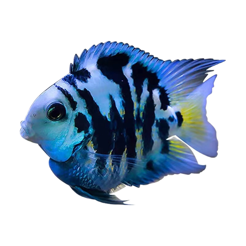 迷你鹦鹉鱼活体鱼小型淡水热带观赏鱼苗三湖慈鲷宝蓝白金繁殖种鱼