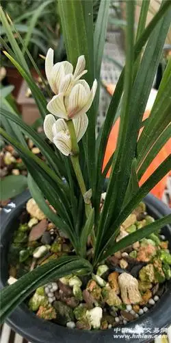 出水芙蓉-莲瓣篇-中国兰花交易网社区