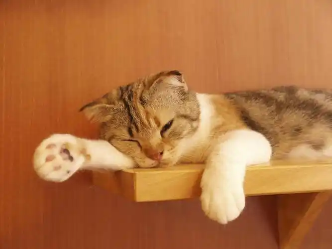 无人,躺,闭眼,睡,横图,室内,特写,白天,正面,宠物,猫,木制,墙,置物架