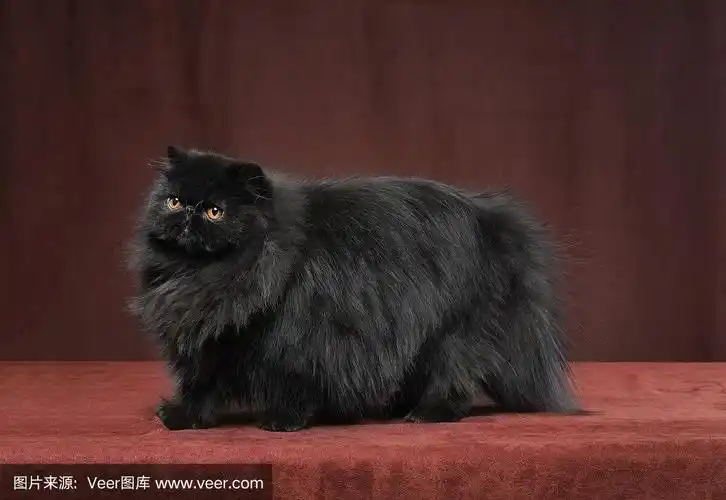 黑色的波斯猫