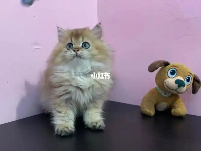 佛山南海家养猫咪低价出