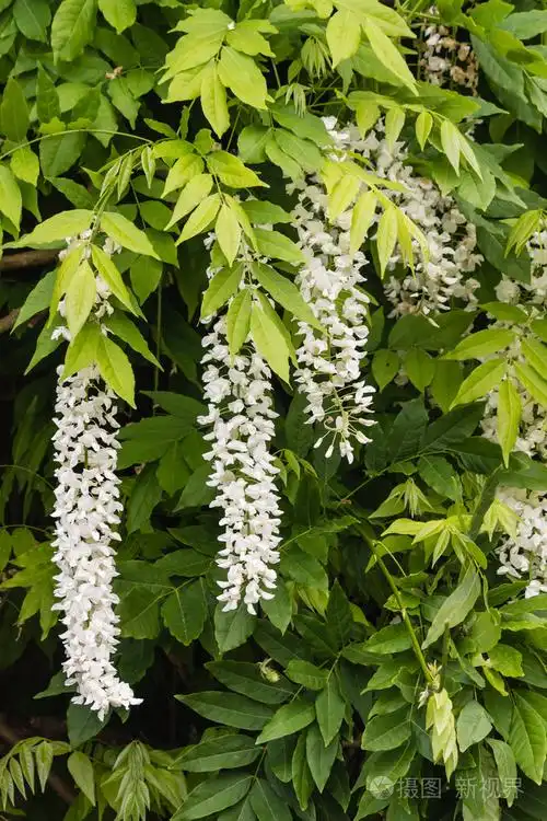 白色紫藤花和叶子