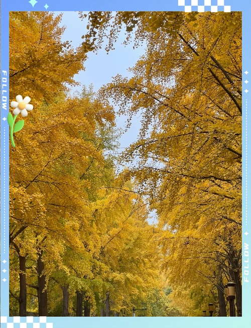 圆明园银杏大道秋日盛景实拍 🍂 秋天到了,树叶可能会因为一场风或