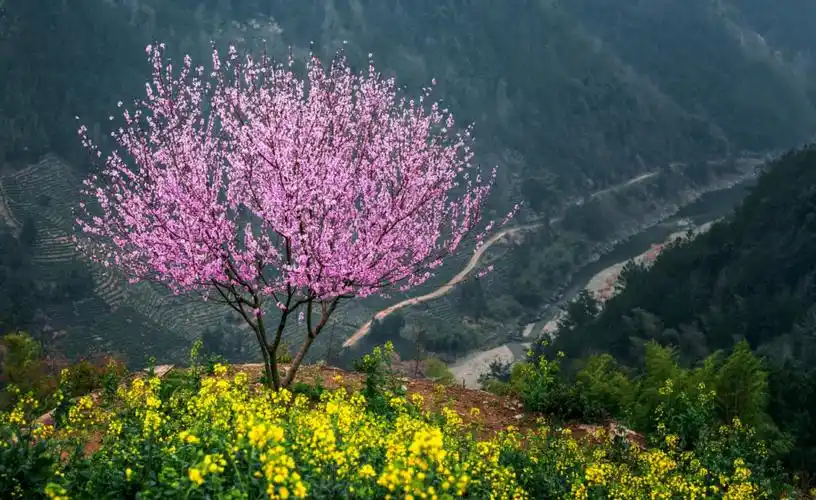 春天的景物的优美的句子大全