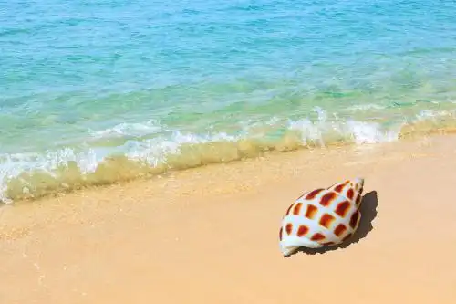 夏季海边沙滩上的海螺和水面背景