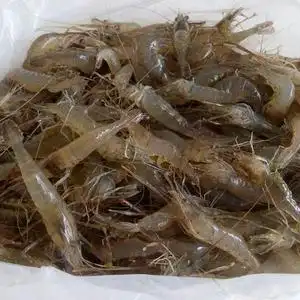 小虾米新鲜野生图片