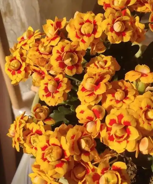 长寿花新品种—洛桑女神,颜值高,爱开花,秋天养正合适