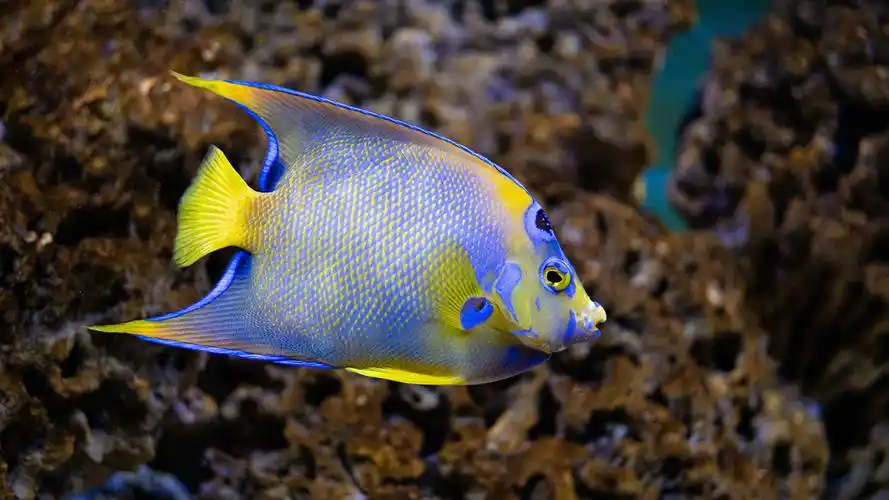 世界上最漂亮的鱼类,盘点10种最美的观赏鱼,你喜欢哪一种呢?