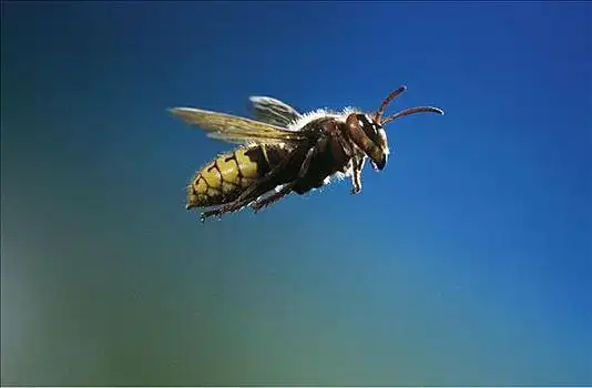 黄蜂,昆虫,飞,蓝色背景,动物