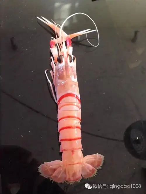 最全面的海鳌虾介绍值得收藏