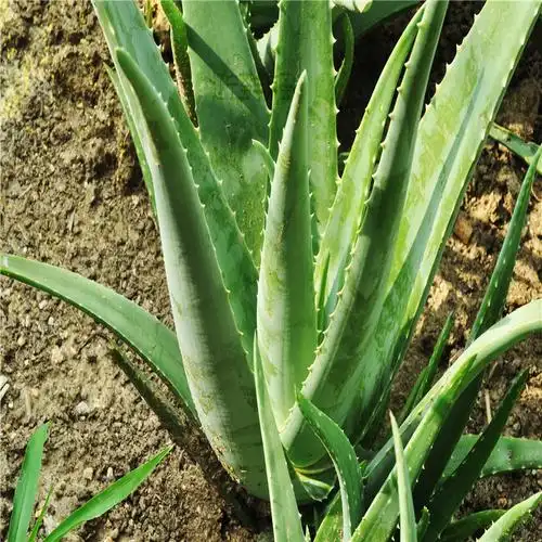 荟丰库拉索芦荟干叶批发 排毒通便 清热降火 降脂降压