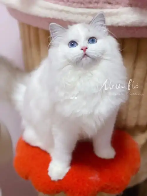 可爱到过分78海山梵色布偶