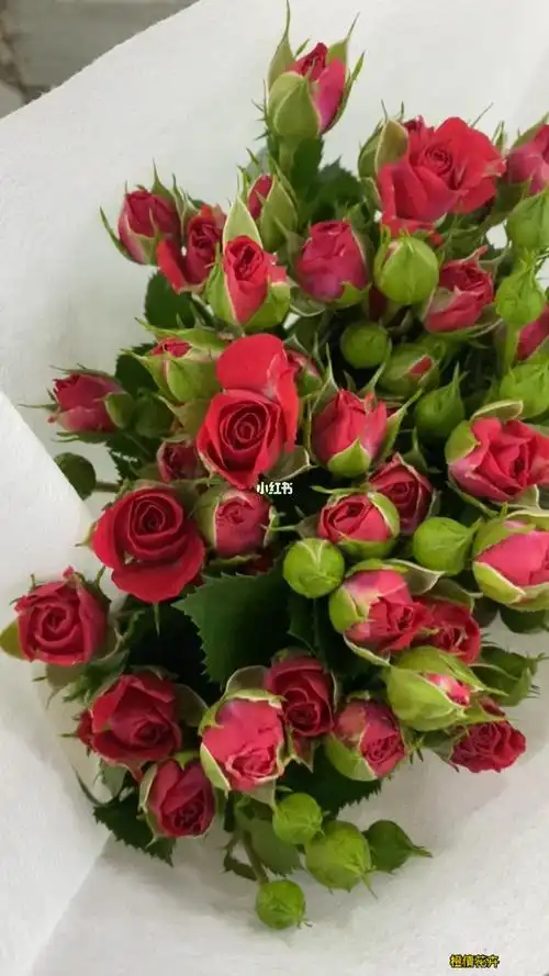 骄傲单头玫瑰巴黎恋人多头玫