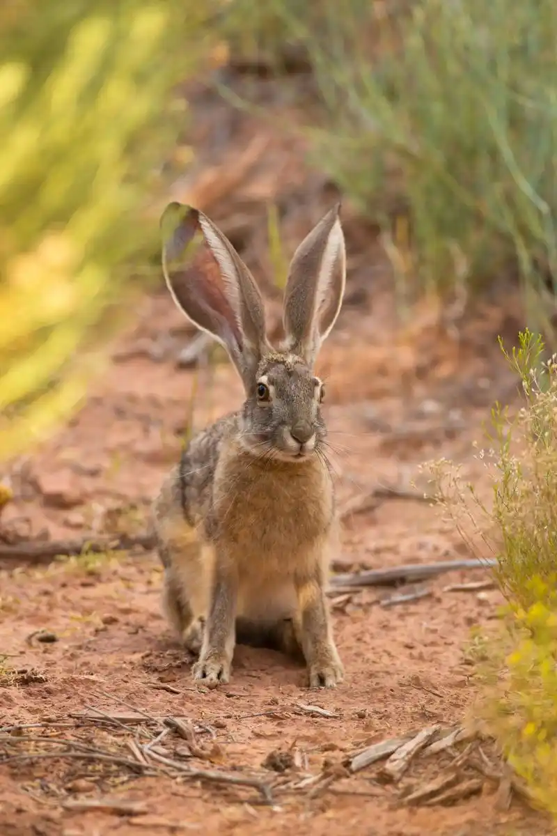 野兔养殖成为农民致富途径,选种,繁殖,改造荒山,饲养管理,疾病防控和