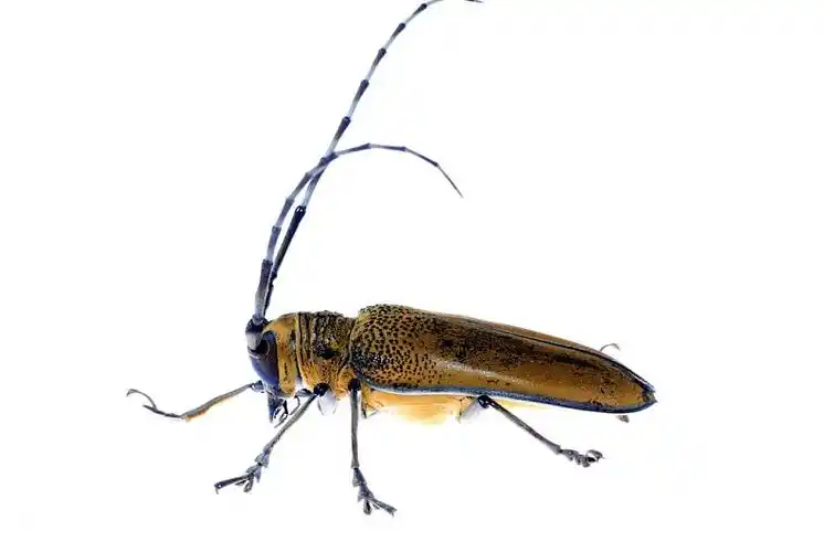 长,犄角,甲虫,昆虫,桑葚_高清图片_全景视觉