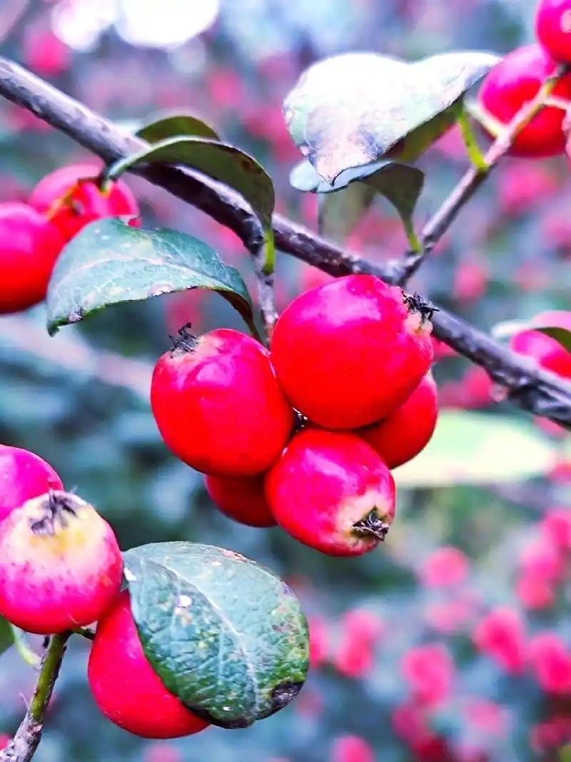 春华秋实,西安植物园腊质一样的红色果子,让人感到秋天踏实的美 - 抖