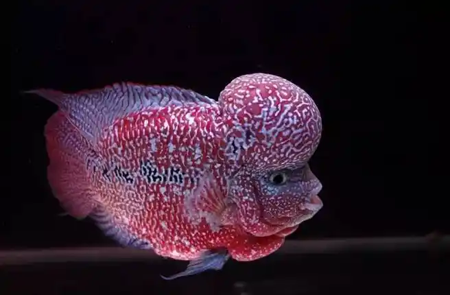 鱼友分享极品的金花罗汉鱼图