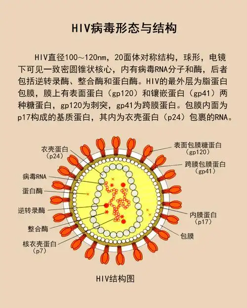 hiv病毒形态与结构