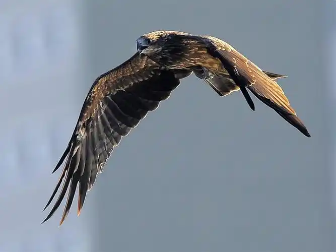 鹰姿-鹰是勇猛的象征 鹰是力量的化身(3)