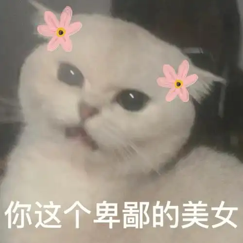 好闺蜜专用猫咪表情包