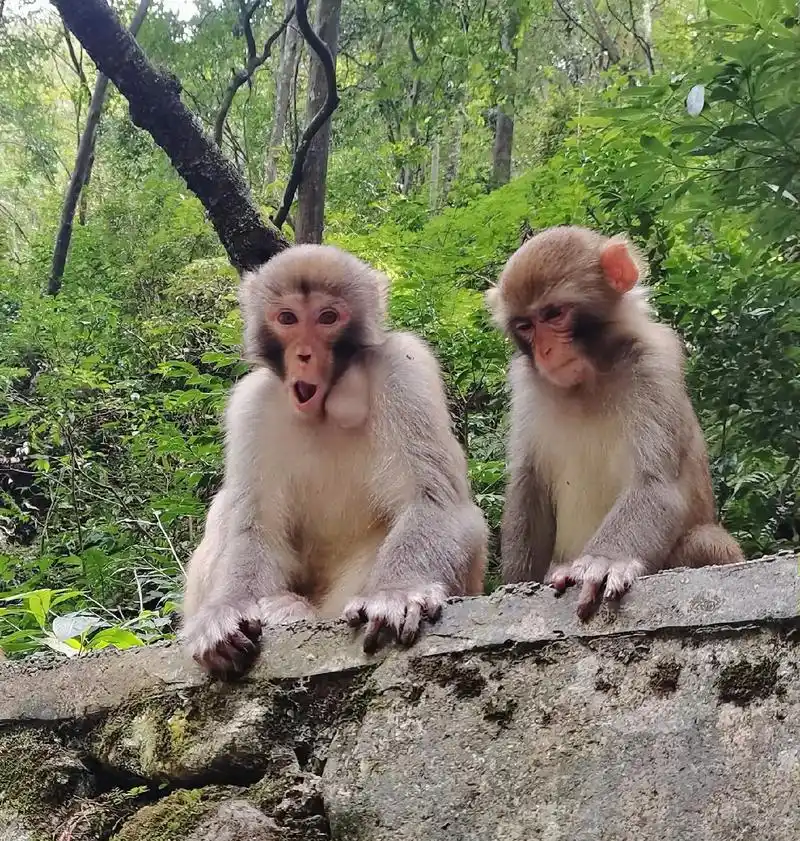 千姿百态 萌态可爱的猴子090909整理图片时发 - 抖音