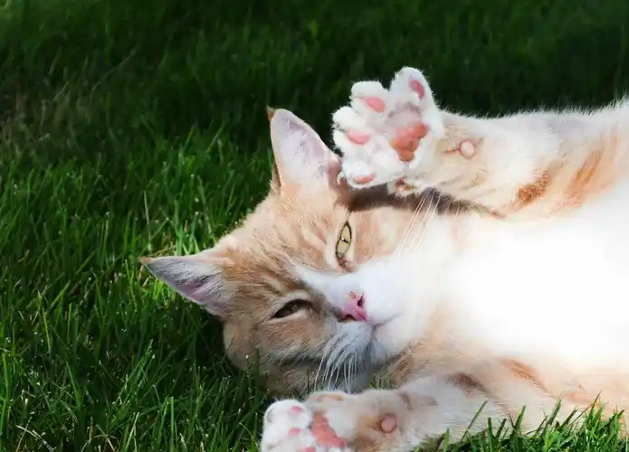 壁纸 动物 猫 猫咪 小猫 桌面 1668_1200