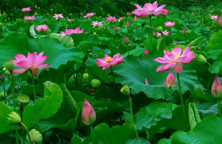 夏日最美是荷花