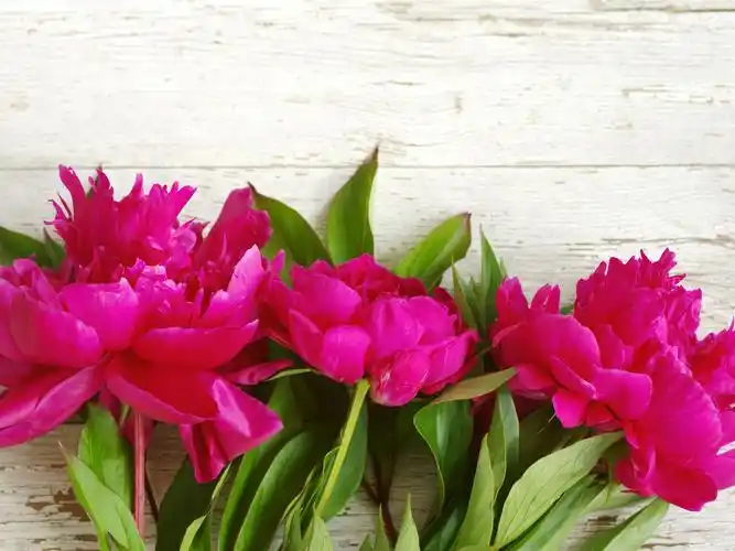 首页 鲜花 牡丹花 粉红色的牡丹,花朵,木材的背景 壁纸 粉红色的牡丹