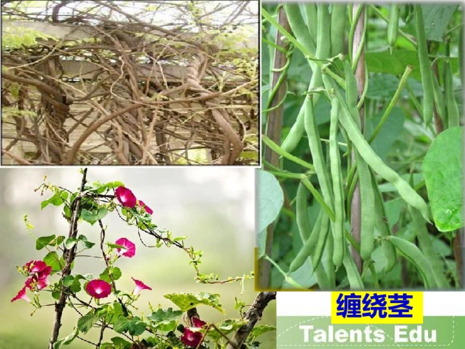 第一节植物体内的物质运输课件18张ppt