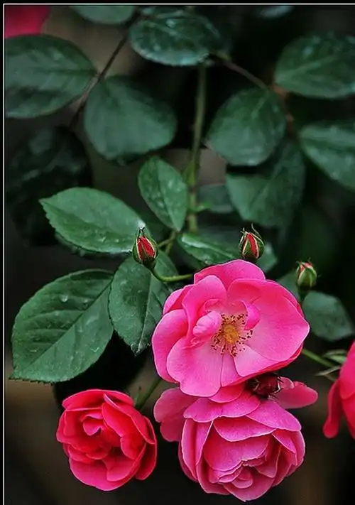 红蔷薇花图片 红蔷薇花怎么养