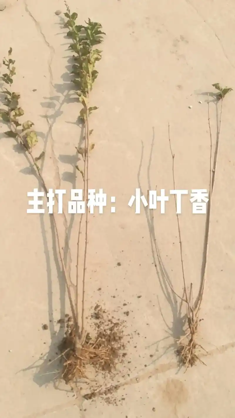 主打品种:四季丁香(又名小叶丁香) - 抖音