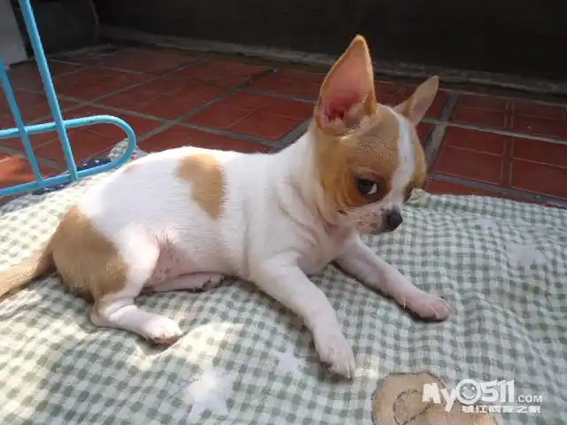 [宠物狗] 不掉毛的茶杯犬,小娃娃犬来啦～ [广告推广]