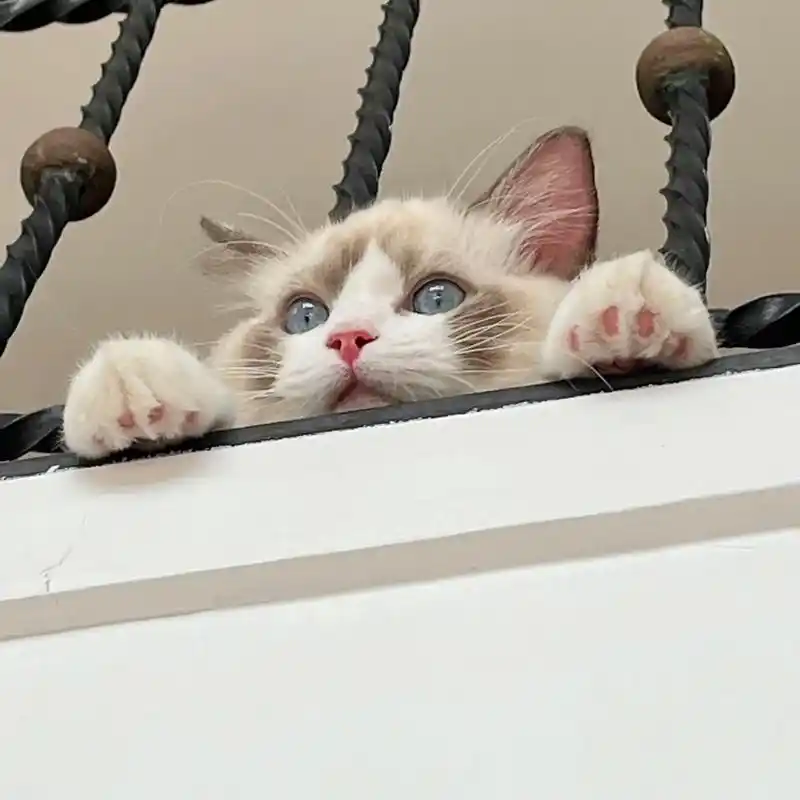 我的猫太可爱啦无暇不出#萌宠出道计划 #抖音萌宠出道计划