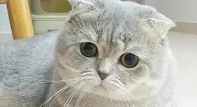 半折耳猫会不会发病?来看看