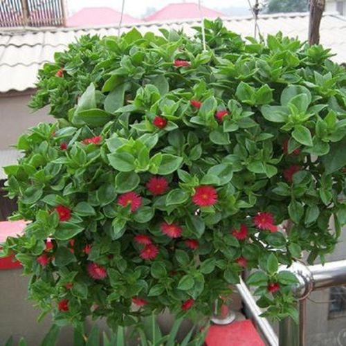 怎么让牡丹吊兰疯长_怎样让牡丹吊兰长爆盆