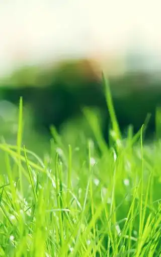 绿色护眼iphone 6手机壁纸图片 第10页-高清背景图-zol手机壁纸