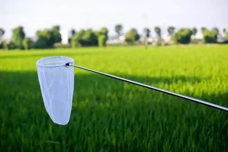 不锈钢伸缩捕虫网超短蝴蝶蜻蜓昆虫网兜折叠捞小鱼网蝌蚪虾渔具