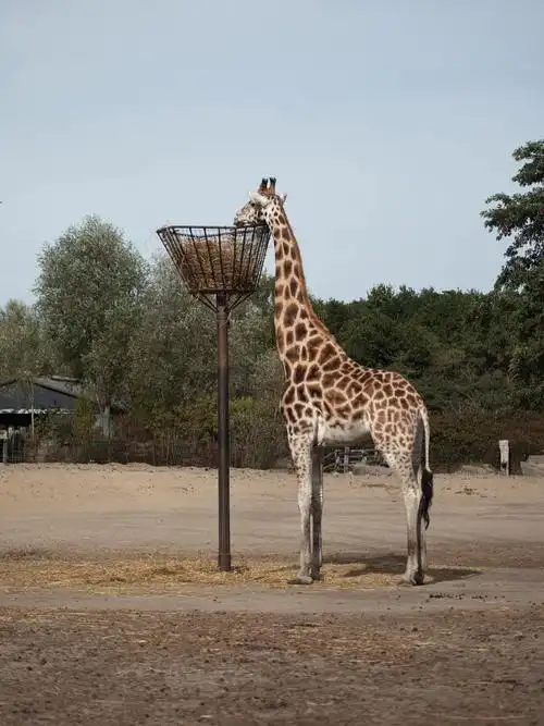 可可爱爱的长颈鹿