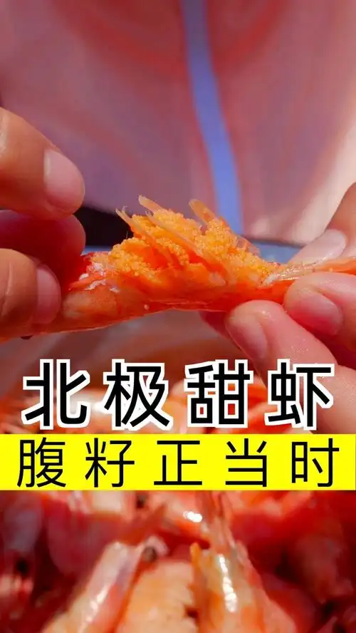 吃腹籽北极甜虾的季节,常温解冻就可以吃.-度小视