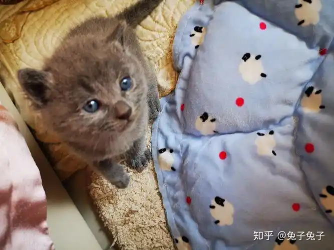 蓝猫和橘猫可以杂交吗如果可以的话有实际案例吗