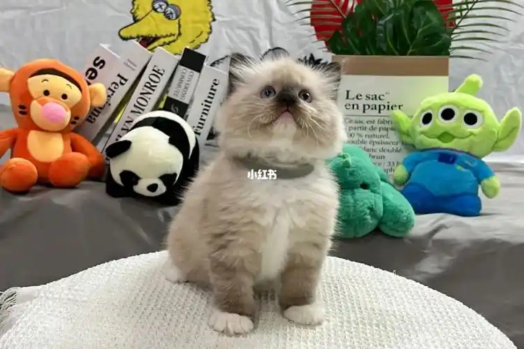 2号重点手套布偶弟弟 白手套超可爱的