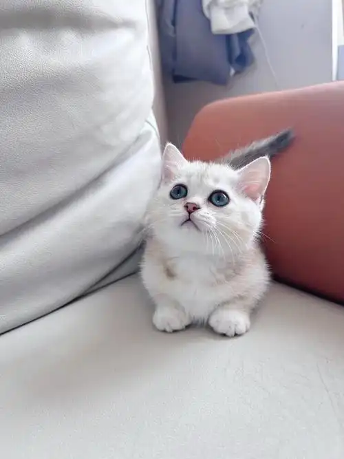 矮脚曼基康银渐层女孩找家长.