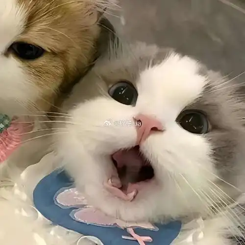 头像##可爱头像##卡通##猫咪##情侣头像